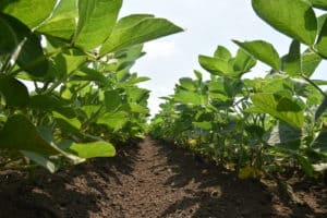 legumehub-c-IFVC-Soybean and no weeds, after cultivation with hoe_cultivator