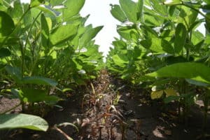 legumehub-c-IFVC-soybean-and-weeds-before-cultivation-with-hoe-cultivator