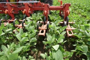 legumehub-c-IFVC-hoe-cultivator-working-in-a-soybean-field-the-weeds-between-the-soya-rows-gets-removed