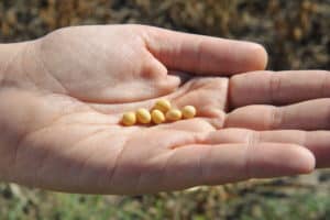legumehub-c-IFVC-soybean-grains-on-palm