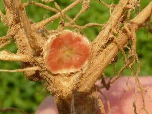 legumehub-c-Messmer-LTZ-Cross section of nodule on soybean roots. Nodules result from the inocculation with Bradyrhizobium japonicum and are necessary for biological nitrogen fixation