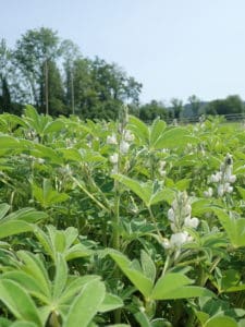 legumehub-c-Christine Arncken, FiBL - flowering white lupin in June 2019