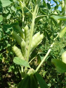 legumehub-c-Christine Arncken, FiBL - Pods of white lupin in July 2019