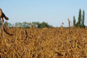 legumehub © Bojan Tomek, Donau Soja - close-up view on soybean ready for harvest. Variety: "Lenka" (00), Oberweiden, Lower Austria, 2019