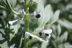 legumehub © Fred Stoddard, University of Helsinki - flower of faba bean