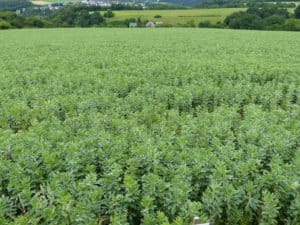 legumehub © Thorsten Haase, LLH - field of faba bean