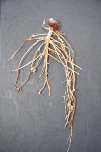 legumehub © Fred Stoddard, University of Helsinki - faba bean roots with nodules