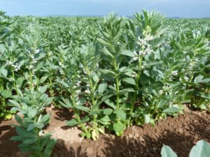 legumehub © Thorsten Haase, LLH - flowering faba bean on field.