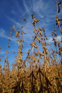 legumehub © Bojan Tomek, Donau Soja - soybean ready for harvest. Variety: "Lenka" (00), Oberweiden, Lower Austria, 2019