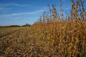 legumehub © Bojan Tomek, Donau Soja - soybean field during harvest. Variety: "Lenka" (00), Oberweiden, Lower Austria, 2019