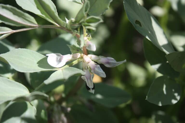 Faba bean flower