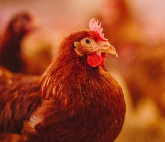 Laying_hen_Lohmann Brown