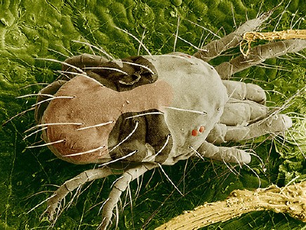 two spotted spider mite-6d148b20