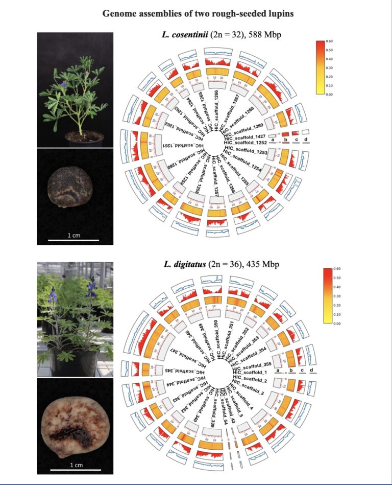 Lcos_LdigWGS2025-7b05ce3d