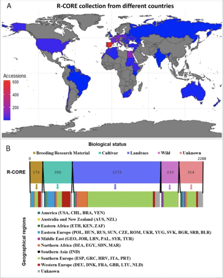 L. albus R-CORE collections